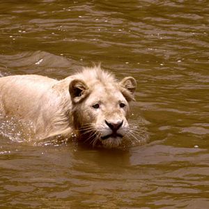 Bilder Der weisse Löwe