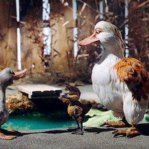 Bilder Gadkii Utenok