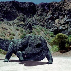 Bilder Mega Python vs. Gatoroid