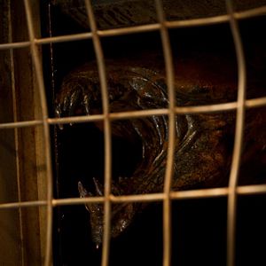 Bilder Riddick - Überleben ist seine Rache