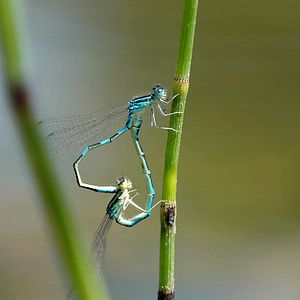 Bilder Marie Pérennou