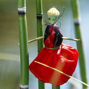 Bilder Marie Pérennou