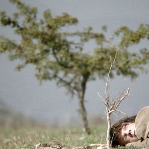 Bilder A travers les branches d'un arbre