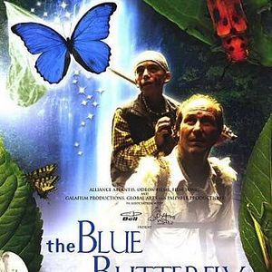 Bilder Das Geheimnis des blauen Schmetterlings