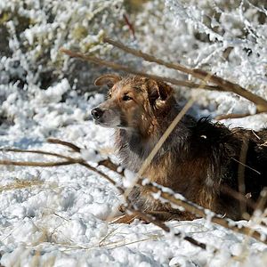 Bilder Darling Companion - Ein Hund fürs Leben