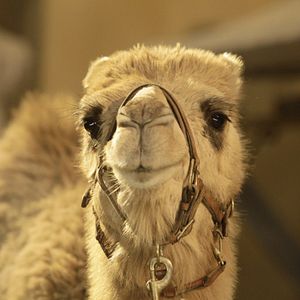 Bilder Treasure Buddies - Schatzschnüffler in Ägypten