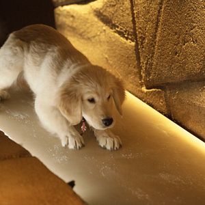 Bilder Treasure Buddies - Schatzschnüffler in Ägypten