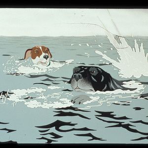 Bilder Die Hunde sind los