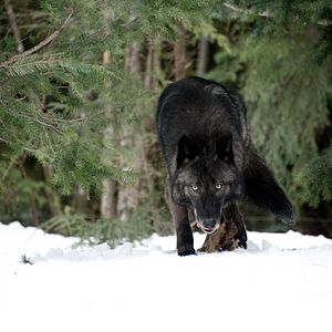 Bilder The Grey - Unter Wölfen
