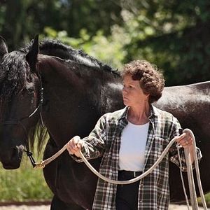 Bilder Die Insel der Pferde