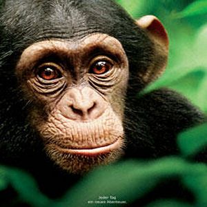 Bilder Schimpansen