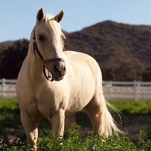 Bilder Die Prinzessin und das Pony