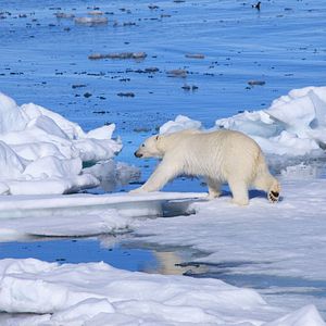 Bilder To the Arctic