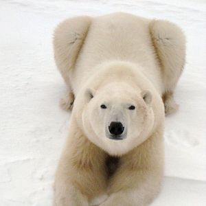 Bilder To the Arctic