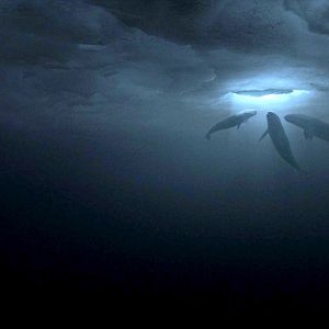 Bilder Der Ruf der Wale