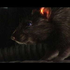 Bilder Rat Scratch Fever