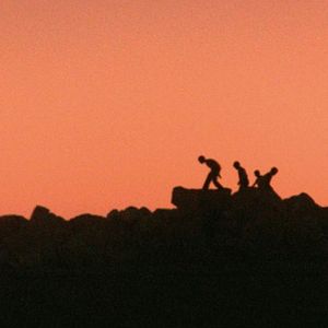 Bilder Schildkrötenwut