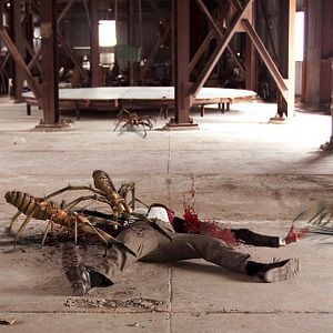 Bilder Camel Spiders - Angriff der Monsterspinnen