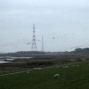 Bilder Global Viral. Die Virus-Metapher