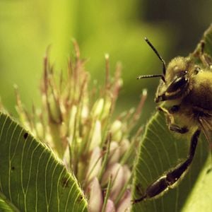 Bilder More than Honey