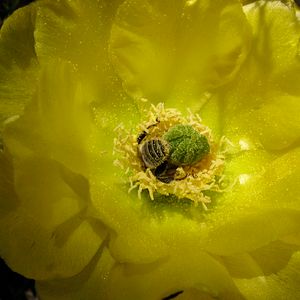 Bilder More than Honey