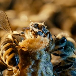 Bilder More than Honey