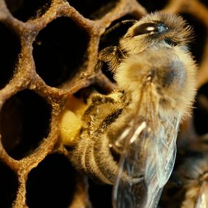 Bilder More than Honey