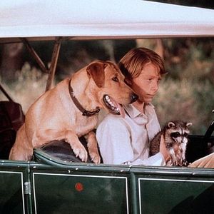 Bilder Ein Frechdachs im Maisbeet