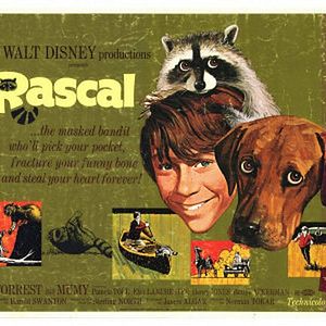 Bilder Ein Frechdachs im Maisbeet