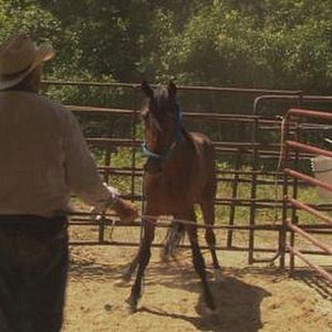 Bilder Wild Horse, Wild Ride