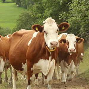 Bilder Das blaue Juwel