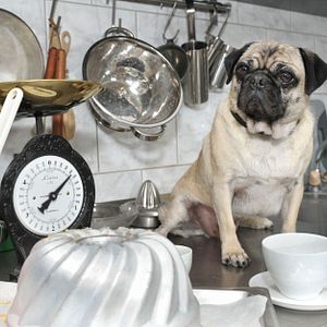 Bilder Molly & Mops: Ein Mops kommt selten allein