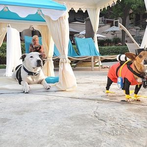 Bilder Beverly Hills Chihuahua 3