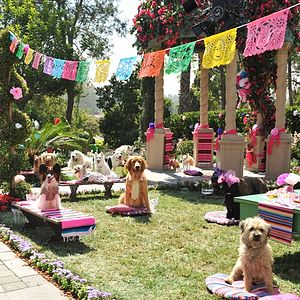 Bilder Beverly Hills Chihuahua 3