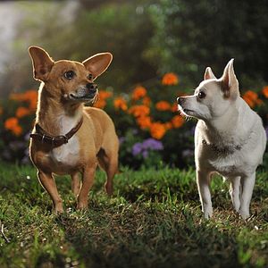 Bilder Beverly Hills Chihuahua 3
