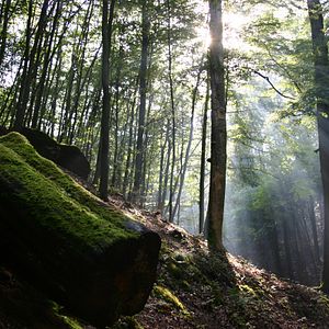 Bilder Das grüne Wunder - Unser Wald