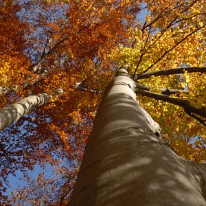 Bilder Das grüne Wunder - Unser Wald