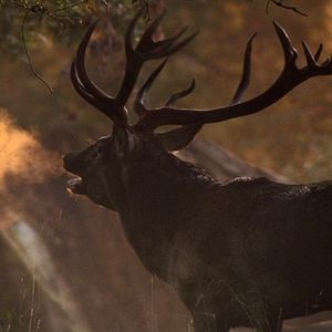 Bilder Das grüne Wunder - Unser Wald