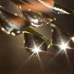 Bilder Das grüne Wunder - Unser Wald