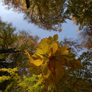 Bilder Das grüne Wunder - Unser Wald