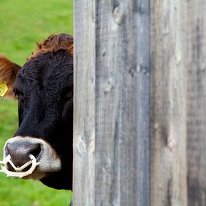 Bilder Sound Of Heimat - Deutschland singt