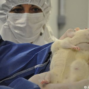 Bilder Tous Cobayes?