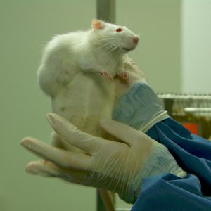 Bilder Tous Cobayes?