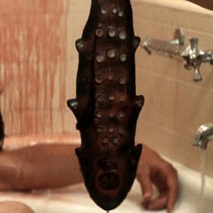 Bilder Leeches !