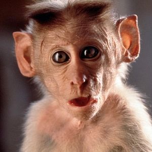 Bilder Hanuman - Im Königreich der Affen