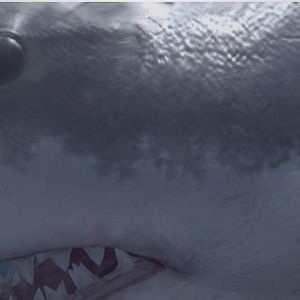 Bilder Jurassic Shark