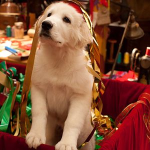 Bilder Santa Pfote 2 - Die Weihnachts-Welpen