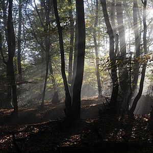 Bilder Geheimnisse des Waldes