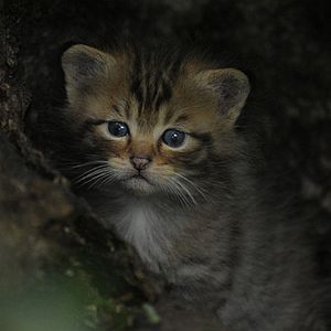 Bilder Geheimnisse des Waldes