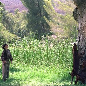 Bilder Wo der rote Farn wächst